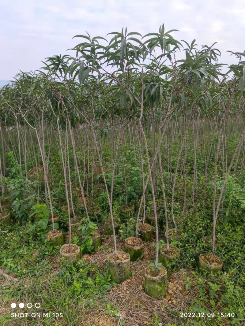 自产自销桃花苗桃花杯袋苗绿化苗工程苗规格齐全支持视频选购