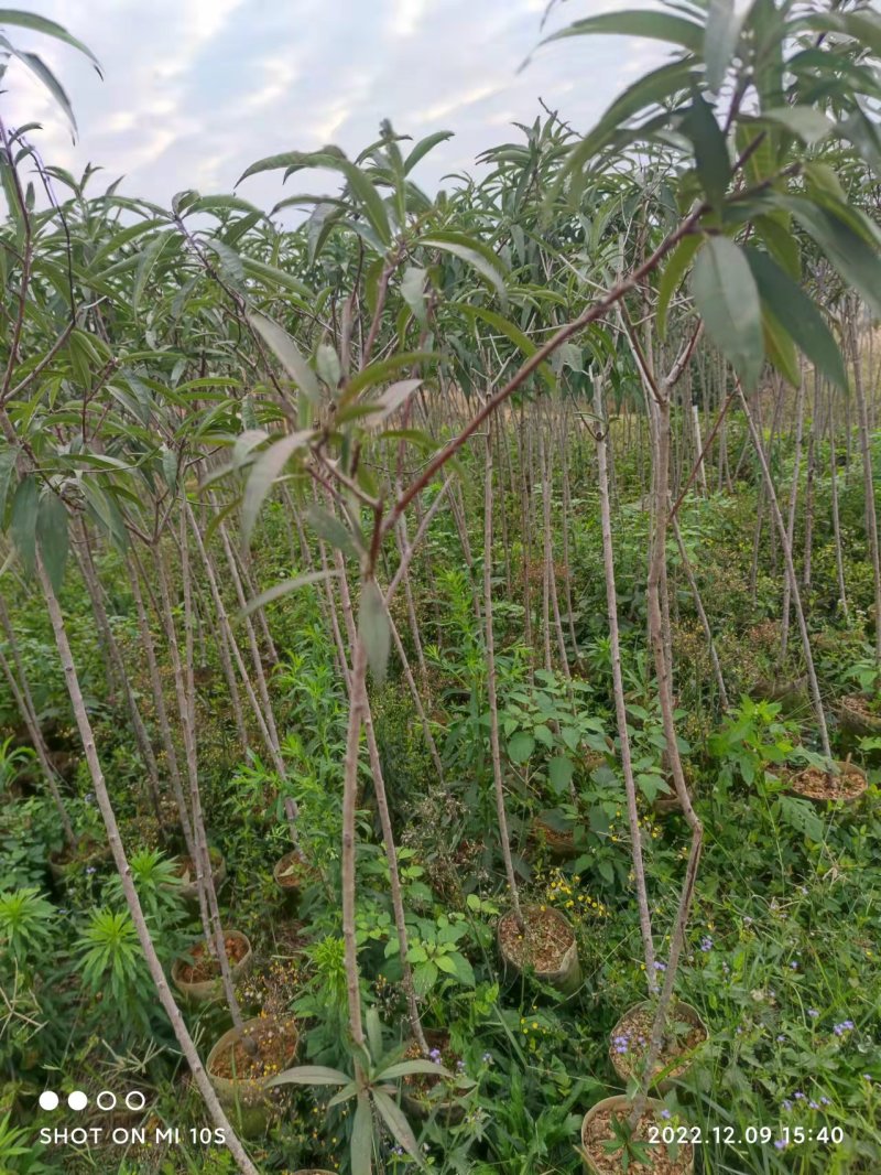 自产自销桃花苗桃花杯袋苗绿化苗工程苗规格齐全支持视频选购