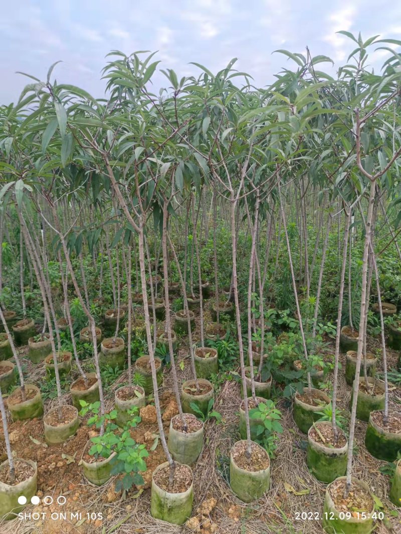 自产自销桃花苗桃花杯袋苗绿化苗工程苗规格齐全支持视频选购