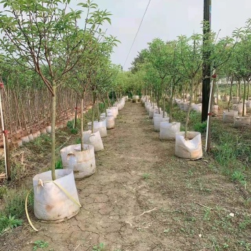 自产自销桃花苗桃花杯袋苗绿化苗工程苗规格齐全支持视频选购