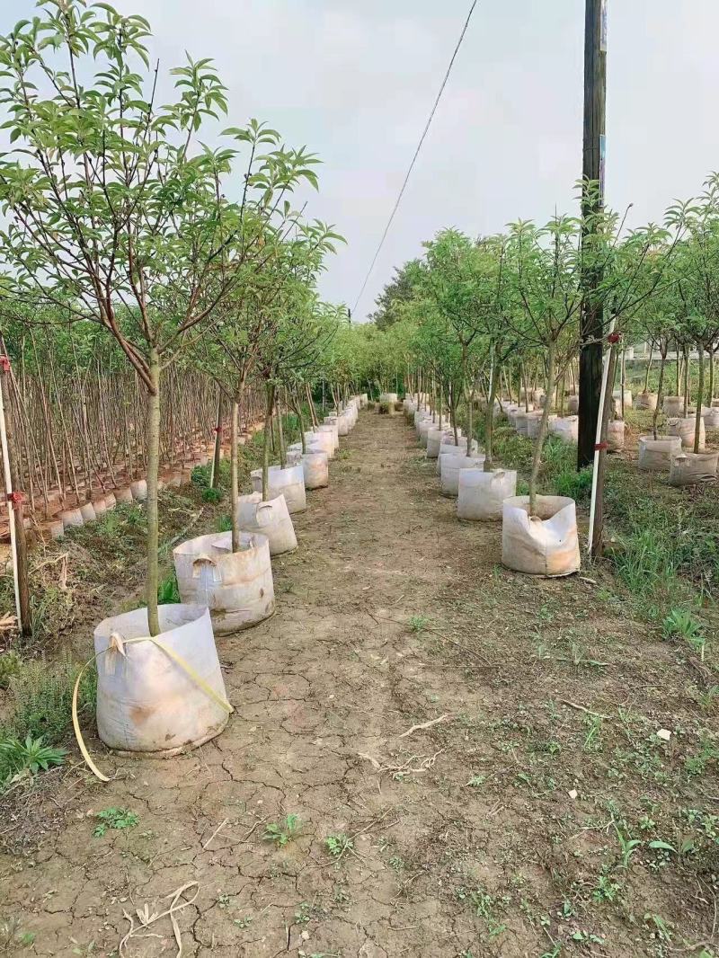 自产自销桃花苗桃花杯袋苗绿化苗工程苗规格齐全支持视频选购