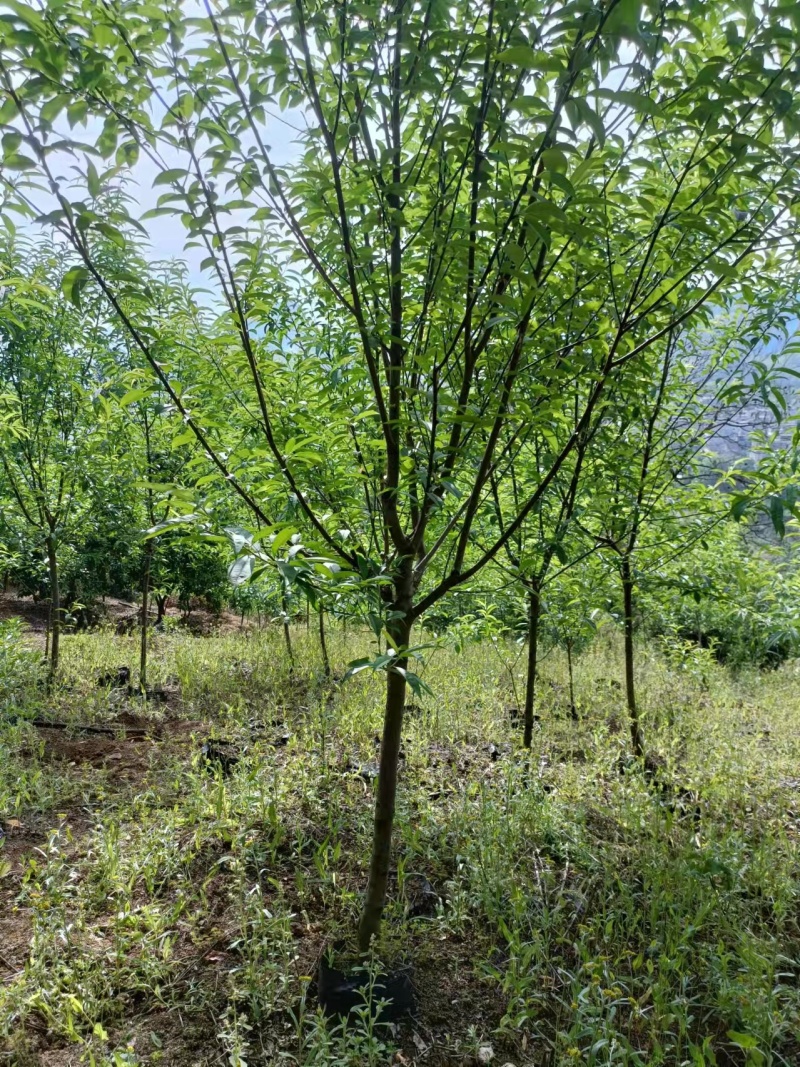 自产自销桃花苗桃花杯袋苗绿化苗工程苗规格齐全支持视频选购