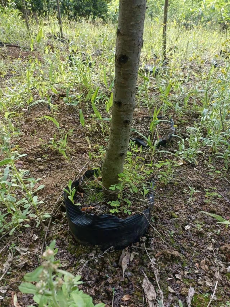 自产自销桃花苗桃花杯袋苗绿化苗工程苗规格齐全支持视频选购