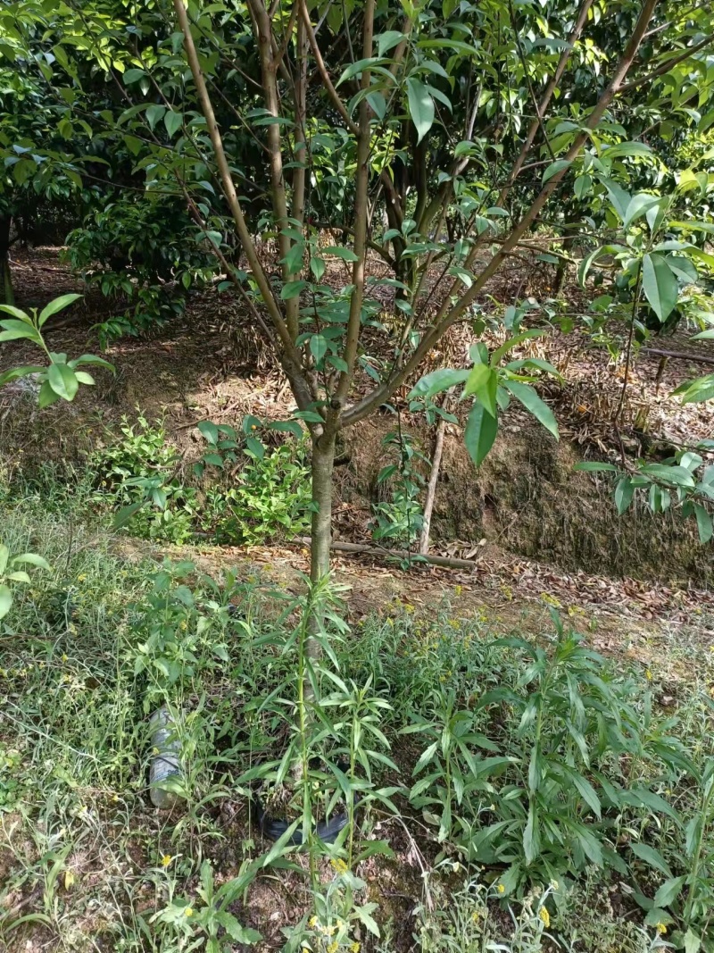 自产自销桃花苗桃花杯袋苗绿化苗工程苗规格齐全支持视频选购