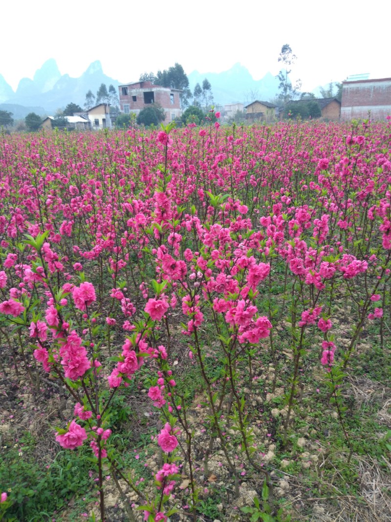 自产自销桃花苗桃花杯袋苗绿化苗工程苗规格齐全支持视频选购