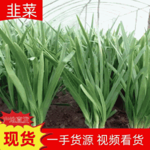 大叶韭菜河北乐亭韭菜产地直发全国发货价格实惠电商批发