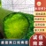 山东青萝卜水果萝卜潍县萝卜脆甜爽口纯青茬包装齐全