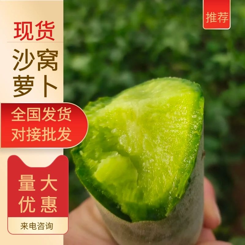 萝卜沙窝萝卜纯青茬青萝卜水果萝卜潍县萝卜口感脆甜不辣