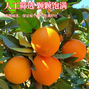 血橙中华红血橙新鲜采摘酸甜口感欢迎电话联系