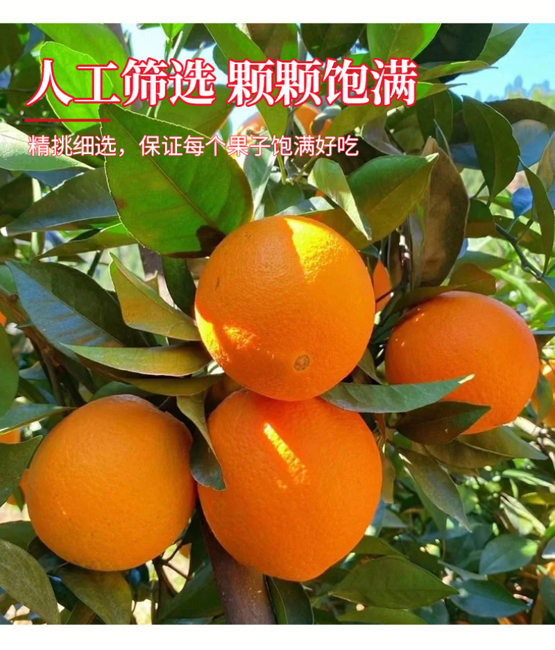 血橙中华红血橙新鲜采摘酸甜口感欢迎电话联系
