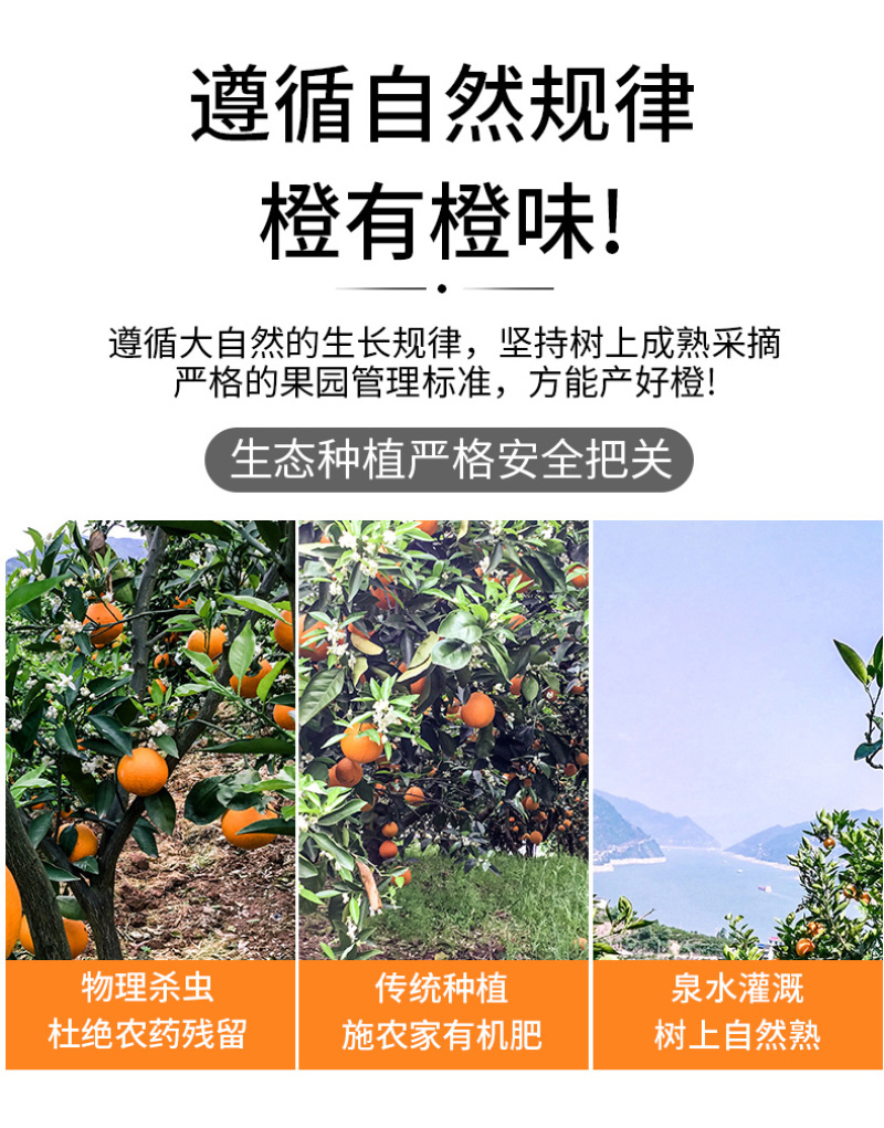 血橙中华红血橙新鲜采摘酸甜口感欢迎电话联系