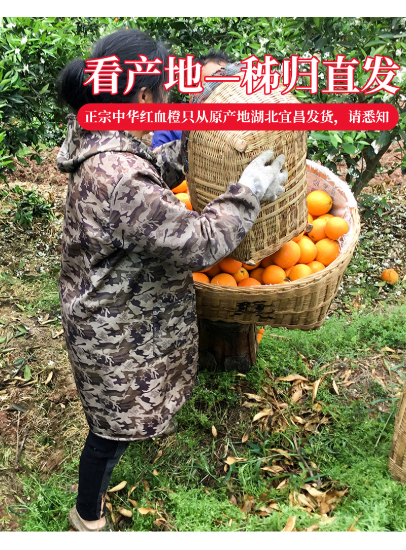 血橙中华红血橙新鲜采摘酸甜口感欢迎电话联系