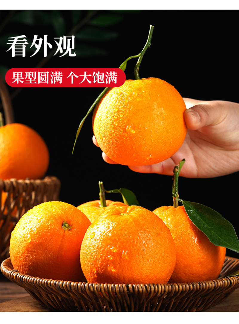 血橙中华红血橙新鲜采摘酸甜口感欢迎电话联系