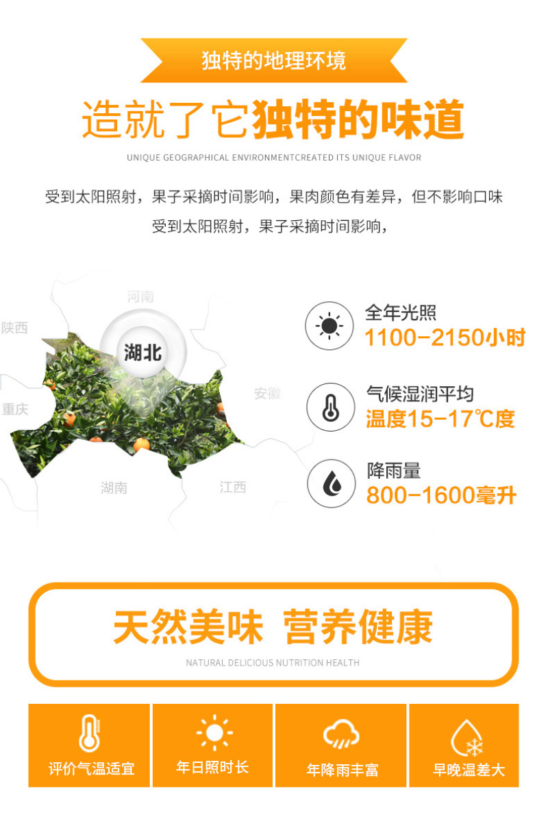 血橙中华红血橙新鲜采摘酸甜口感欢迎电话联系
