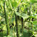 黄瓜种子黑油亮油亮绿肉深绿色绿瓤瓜条顺直春秋栽培