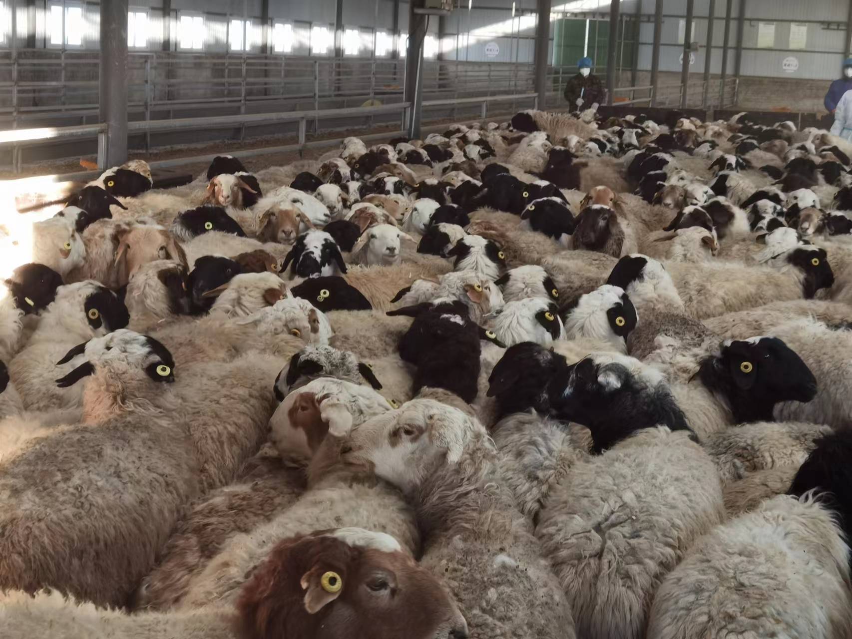 图中展示了白条羊和羊毛羊的外形对比,白条羊体型健壮,主要用于肉用;羊毛羊则毛发浓密,用于产毛 白条羊与羊毛羊对比图