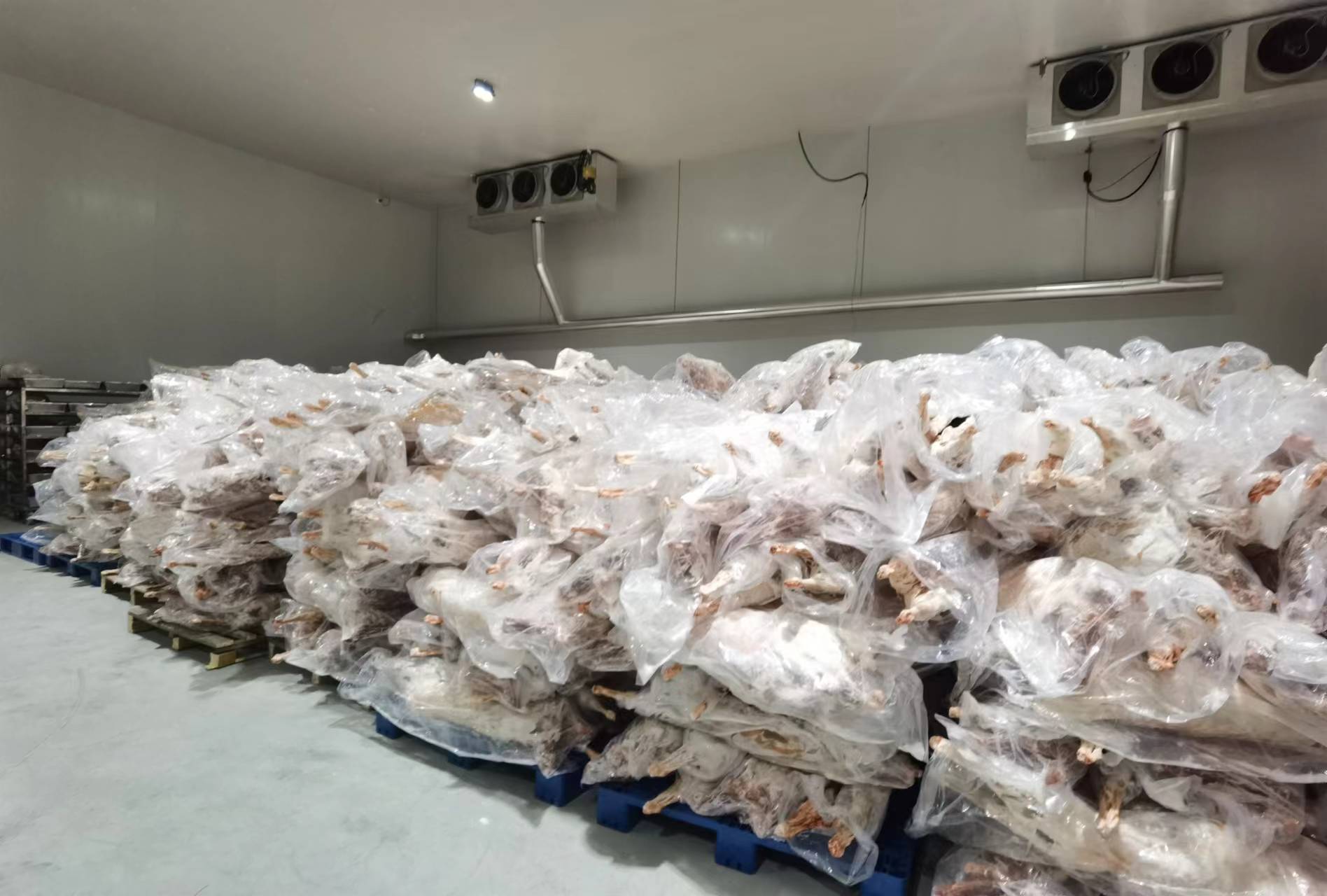 白条羊在冷链运输车中整齐码放的实景图