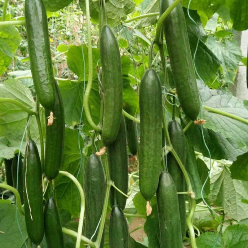 杂交水果黄瓜种子节节有瓜商品率高早熟抗病易栽培无刺