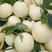 白皮香甜瓜种子早熟薄皮香味浓梨瓜大田用种甜脆梨