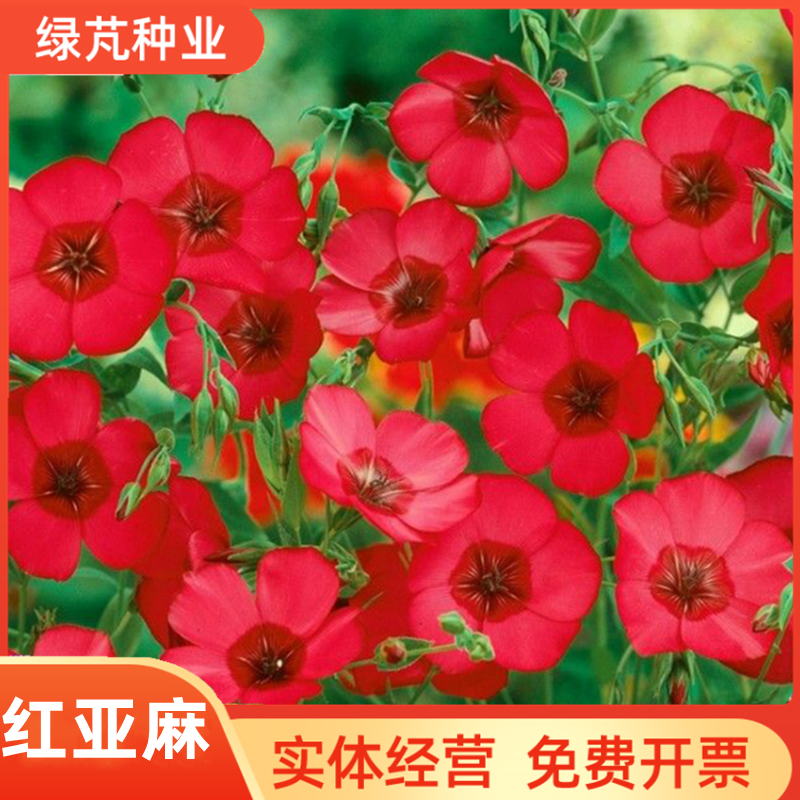 红花亚麻花种子室内外盆栽庭院花坛四季播易活多年生红色花卉