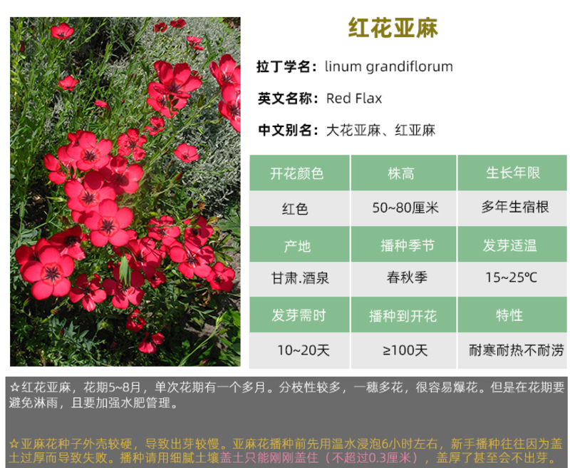 红花亚麻花种子室内外盆栽庭院花坛四季播易活多年生红色花卉