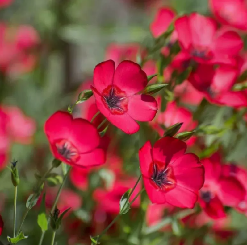 红花亚麻花种子室内外盆栽庭院花坛四季播易活多年生红色花卉