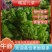安徽儿菜砀山儿菜大头菜娃娃菜多子菜产地直发