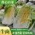 精品砀山黄心大白菜，秋宝义和秋无虫眼，一手货源。