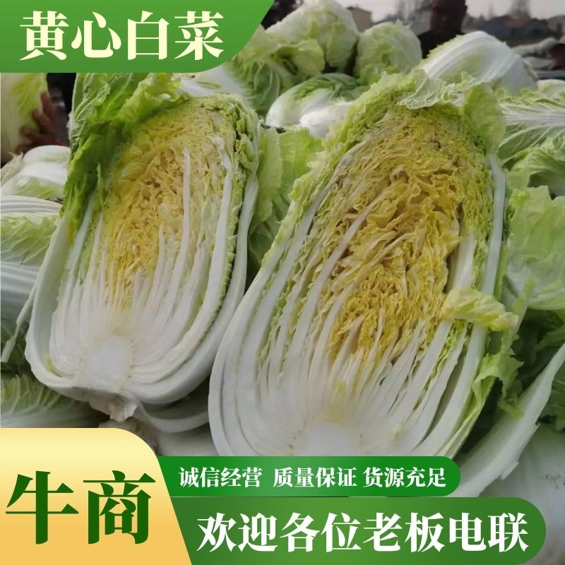 精品砀山黄心大白菜，秋宝义和秋无虫眼，一手货源。
