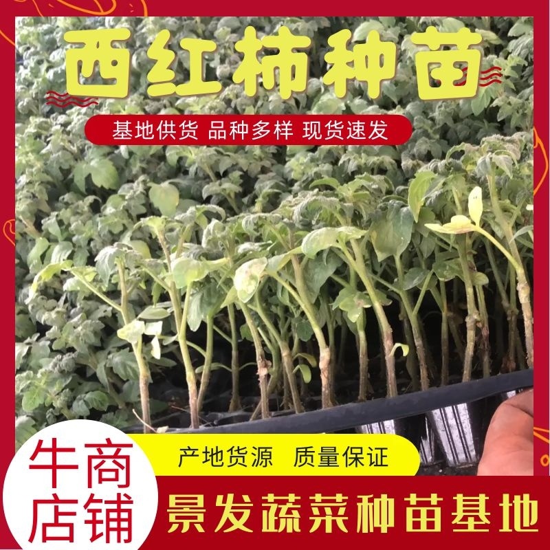 嫁接西红柿种苗品种纯成活率高货量大支持视频选购