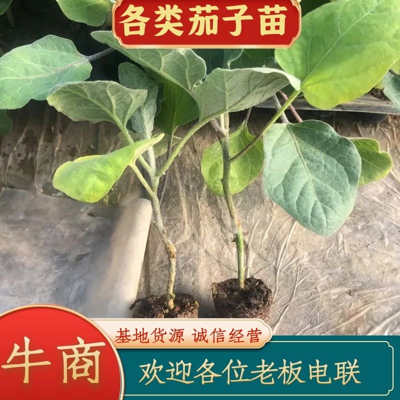 广东茄子苗原产地直销一手货源欢迎全国客商视频前来选购