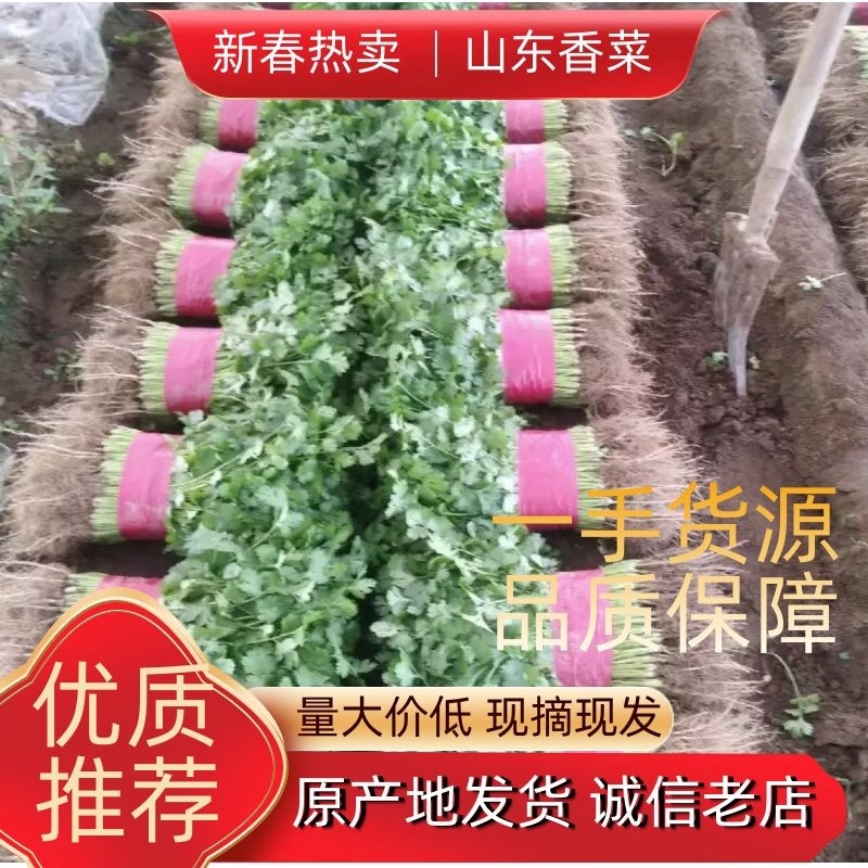 【精选】山东东昌府香菜大量供应一手货源源头商家欢迎来电