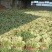 东昌府区脱水香菜，大棚工厂加工一手货源全国批发欢迎来电咨询