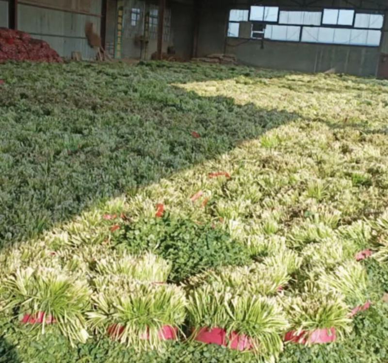 东昌府区脱水香菜，大棚工厂加工一手货源全国批发欢迎来电咨询