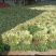 东昌府区脱水香菜，大棚工厂加工一手货源全国批发欢迎来电咨询
