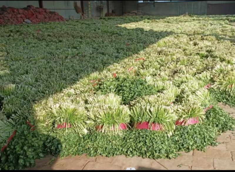 东昌府区脱水香菜，大棚工厂加工一手货源全国批发欢迎来电咨询