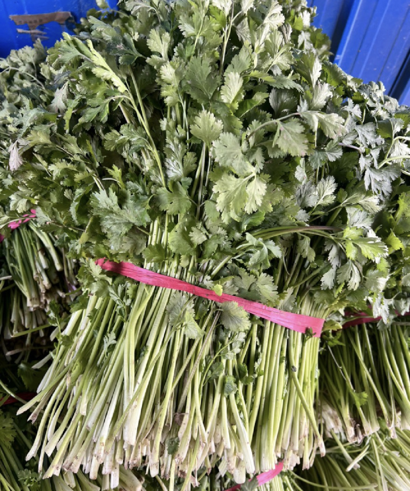 东昌府区脱水香菜，大棚工厂加工一手货源全国批发欢迎来电咨询