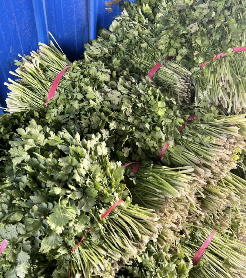 东昌府区脱水香菜，大棚工厂加工一手货源全国批发欢迎来电咨询