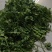 东昌府区脱水香菜，大棚工厂加工一手货源全国批发欢迎来电咨询