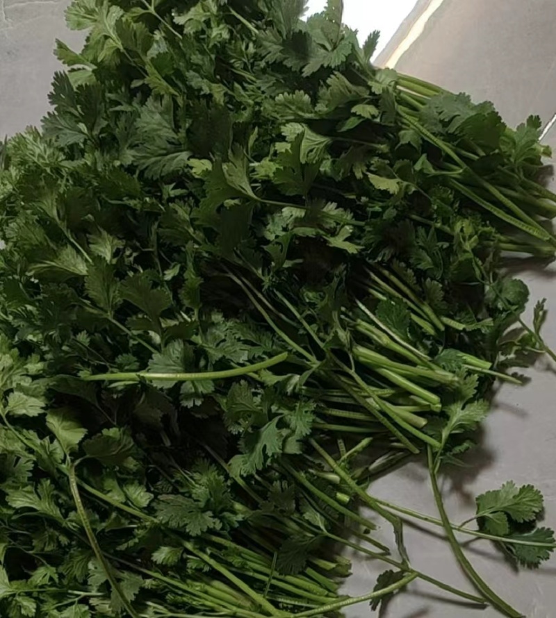 东昌府区脱水香菜，大棚工厂加工一手货源全国批发欢迎来电咨询