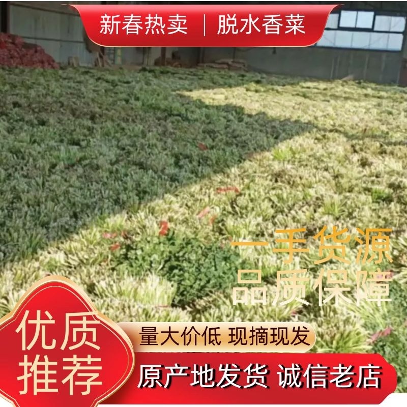 东昌府区脱水香菜，大棚工厂加工一手货源全国批发欢迎来电咨询