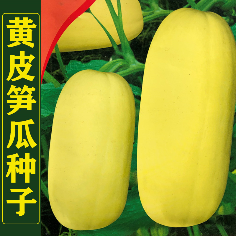 黄皮笋瓜种子高产菜瓜种子农家高产春秋季四季吊瓜种子
