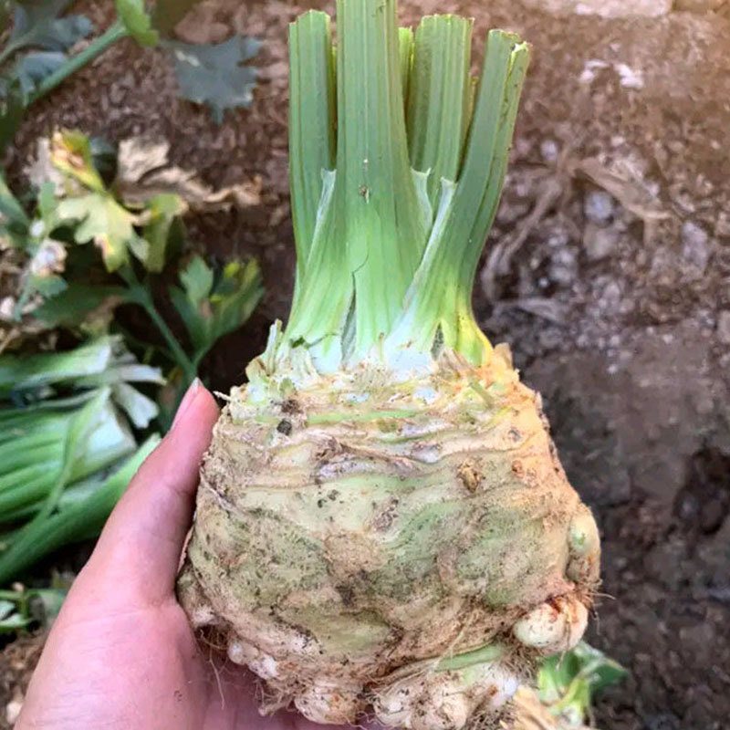 根芹种子洋芹特菜籽5克袋农家庭清香两季四季播蔬菜种孑