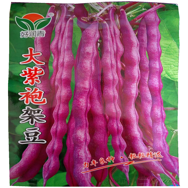 大紫袍架豆种子紫豆架芸豆种子紫芸豆籽豆种高产春秋播种