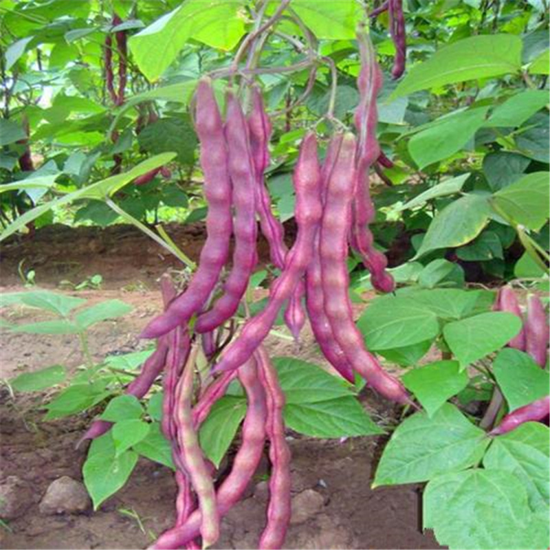 大紫袍架豆种子紫豆架芸豆种子紫芸豆籽豆种高产春秋播种