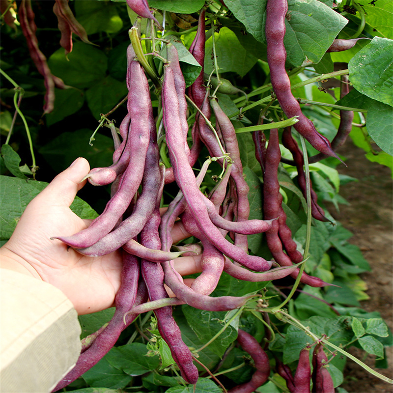 大紫袍架豆种子紫豆架芸豆种子紫芸豆籽豆种高产春秋播种
