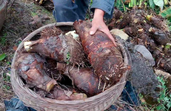 荔浦芋地理标志产品专用标识特写与实物包装对照图，含防伪二维码、产地信息、执行标准GB/T 29573-2013