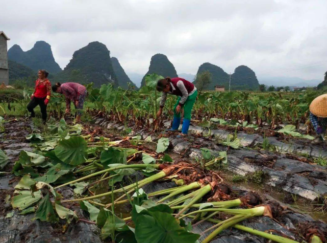芋头采收示意图