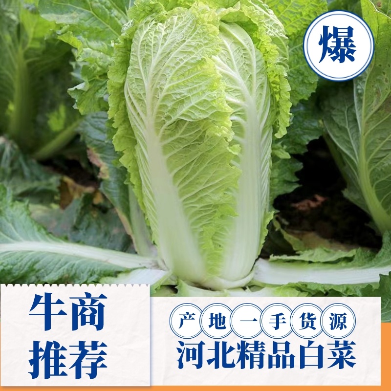 【热卖】精品白菜，北京3号白菜，全国发货，一手货源，量大从优