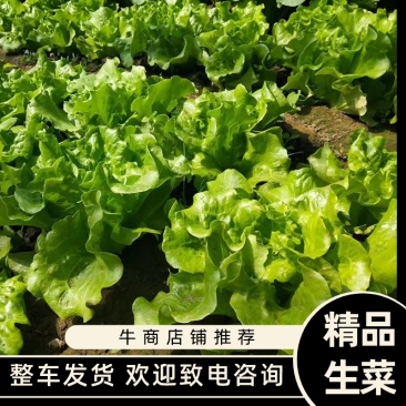 精品生菜，散叶生菜，品质保证，一手货源，全国发货